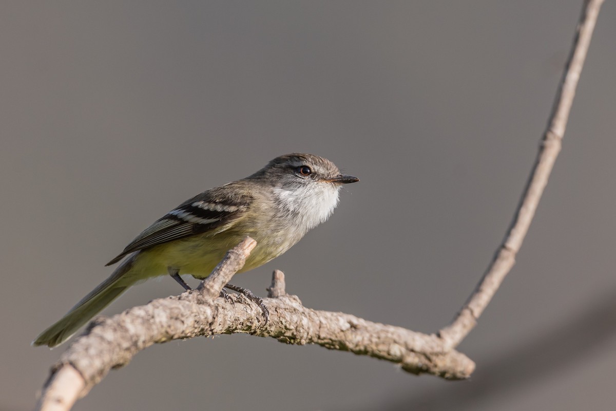 White-throated Tyrannulet - ML610221600