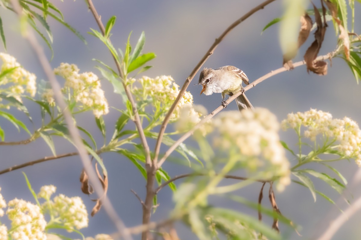 White-throated Tyrannulet - ML610221601