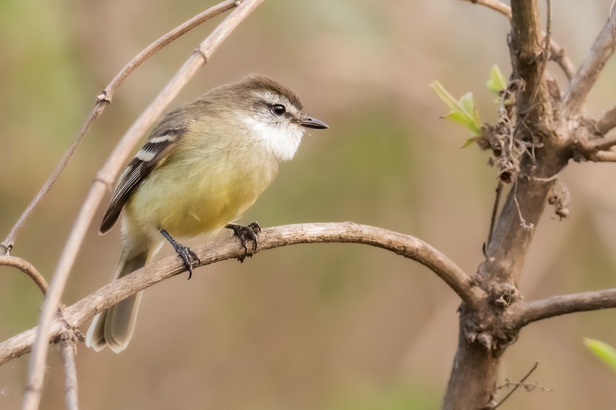 White-throated Tyrannulet - ML610221602