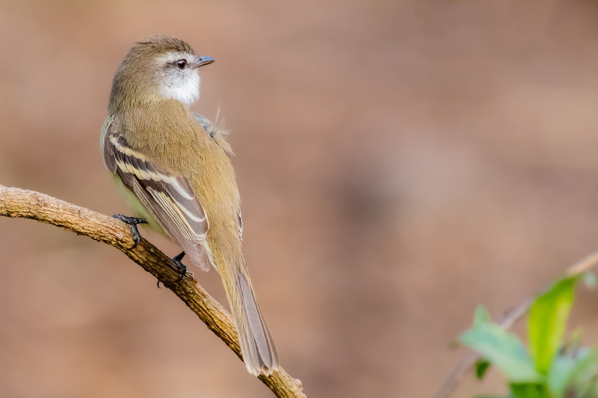 White-throated Tyrannulet - ML610221603