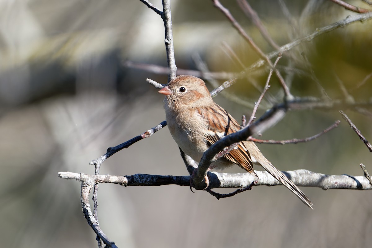 Bruant des champs - ML610221681