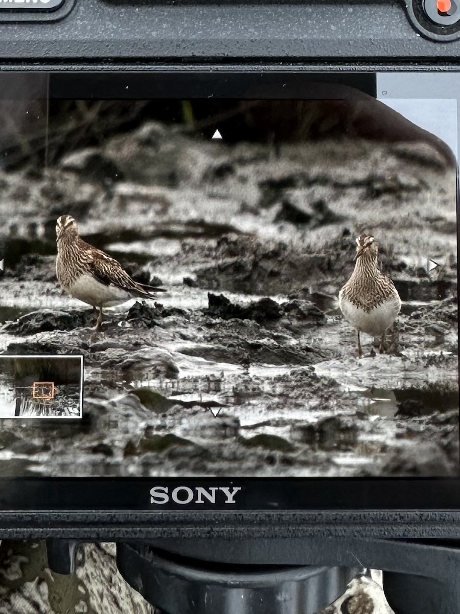 Pectoral Sandpiper - ML610221697