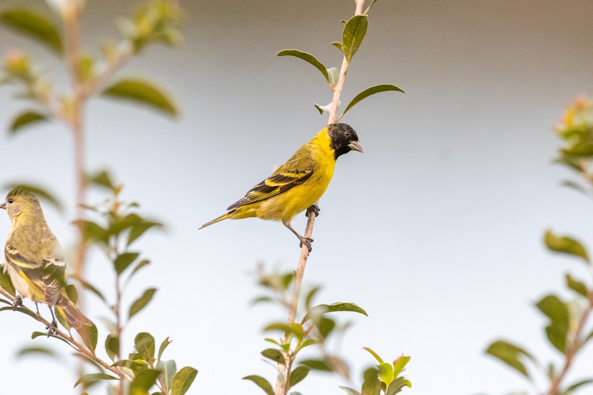 Hooded Siskin - ML610221723