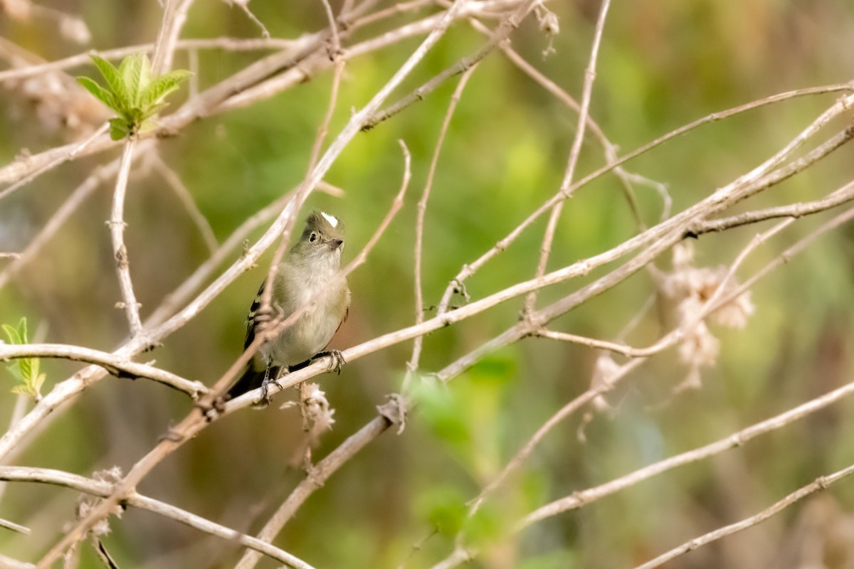 White-crested Elaenia - ML610221736