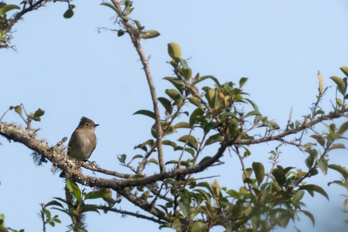 White-crested Elaenia - Pablo Ramos