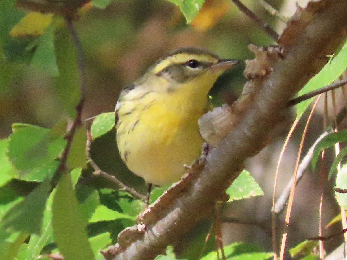 Blackburnian Warbler - ML610221752