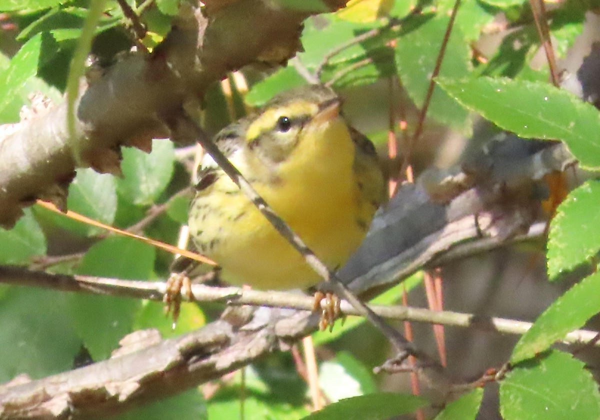 Blackburnian Warbler - ML610221753