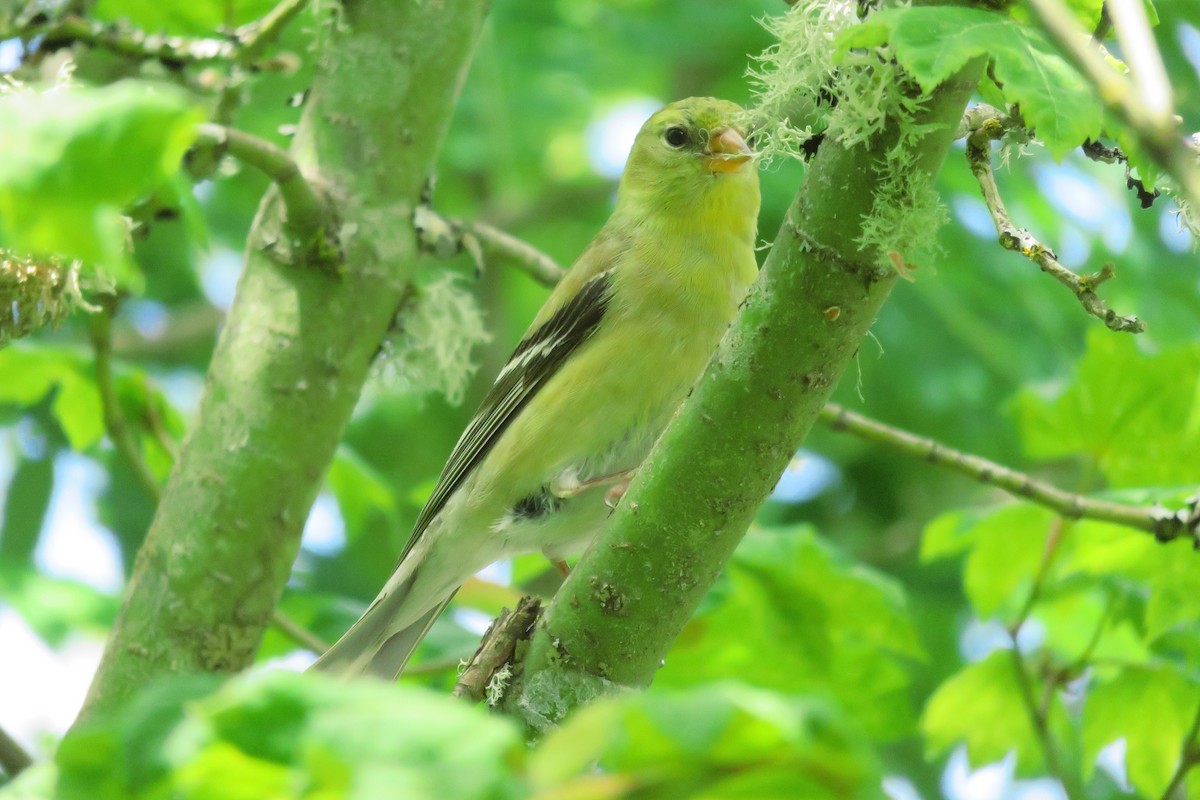 American Goldfinch - ML61022191