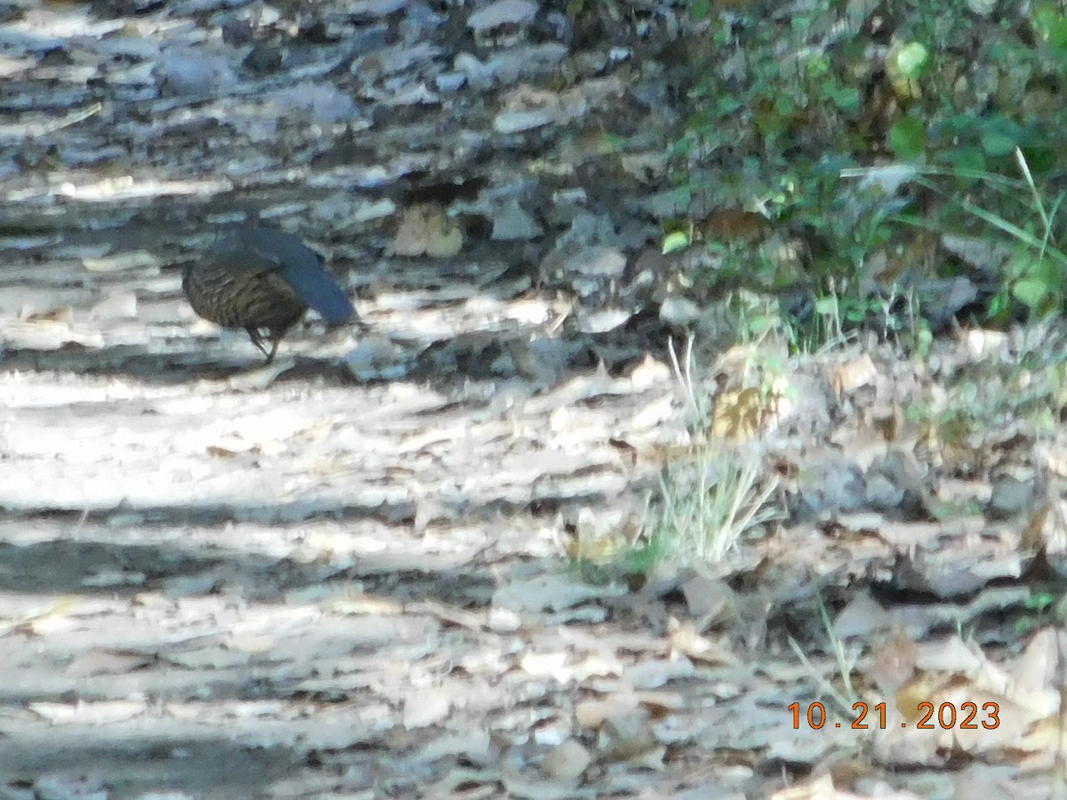 California Quail - ML610222007