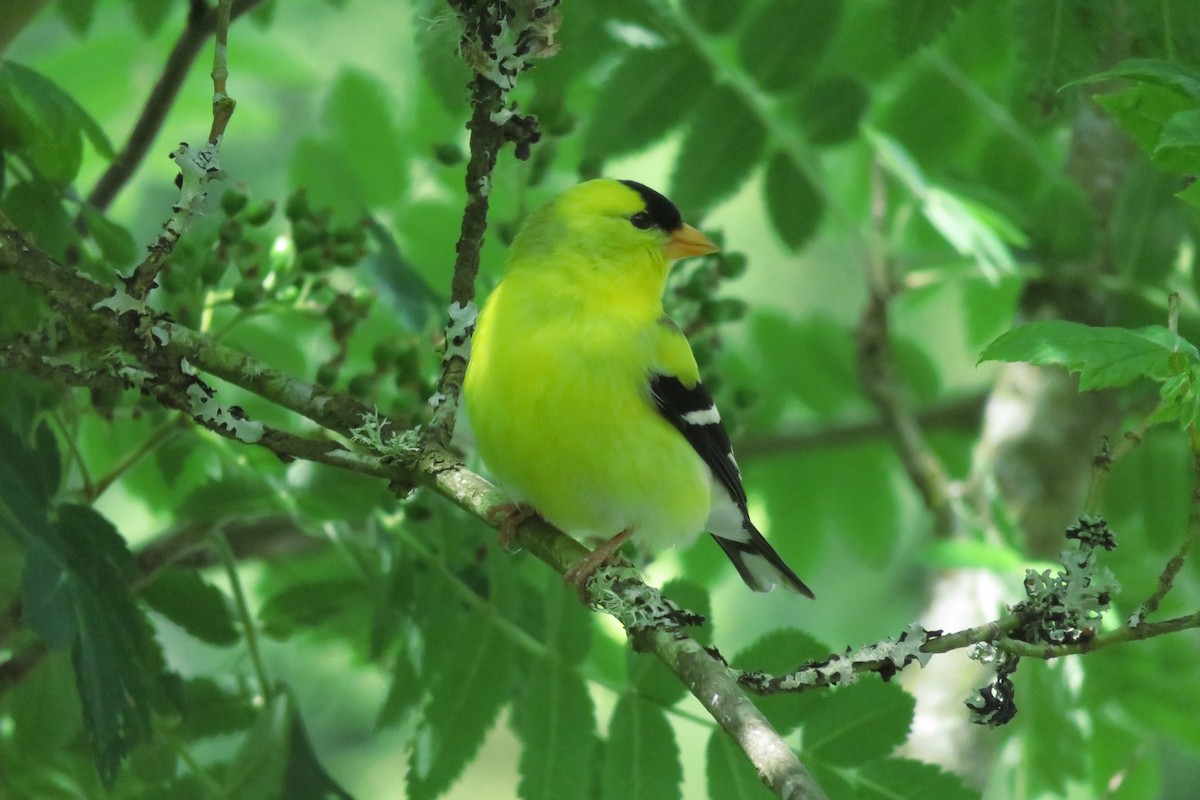 American Goldfinch - ML61022201