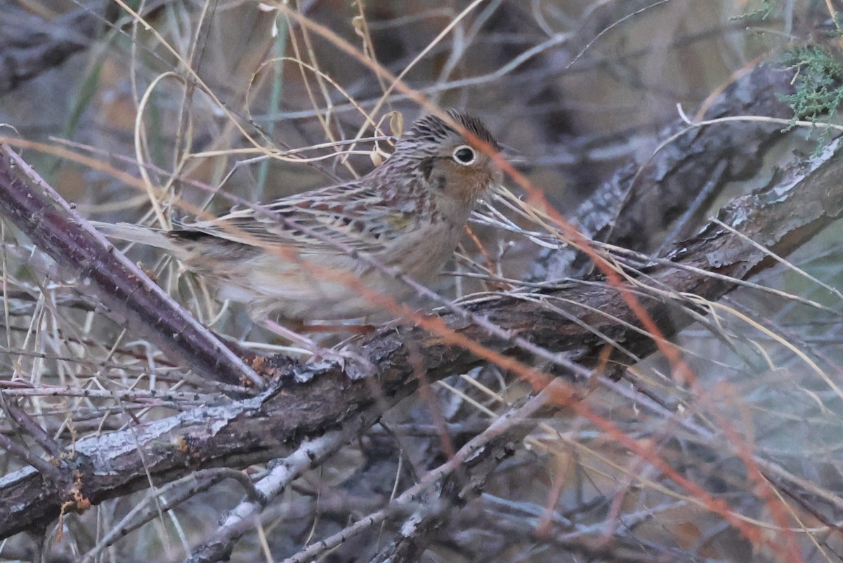 Grasshopper Sparrow - ML610222184