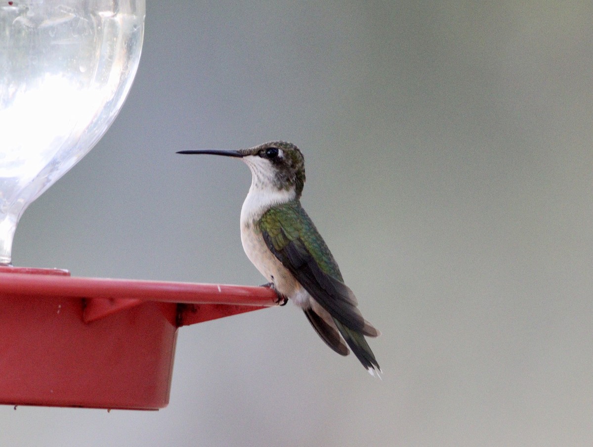 Colibri à gorge rubis - ML610222310