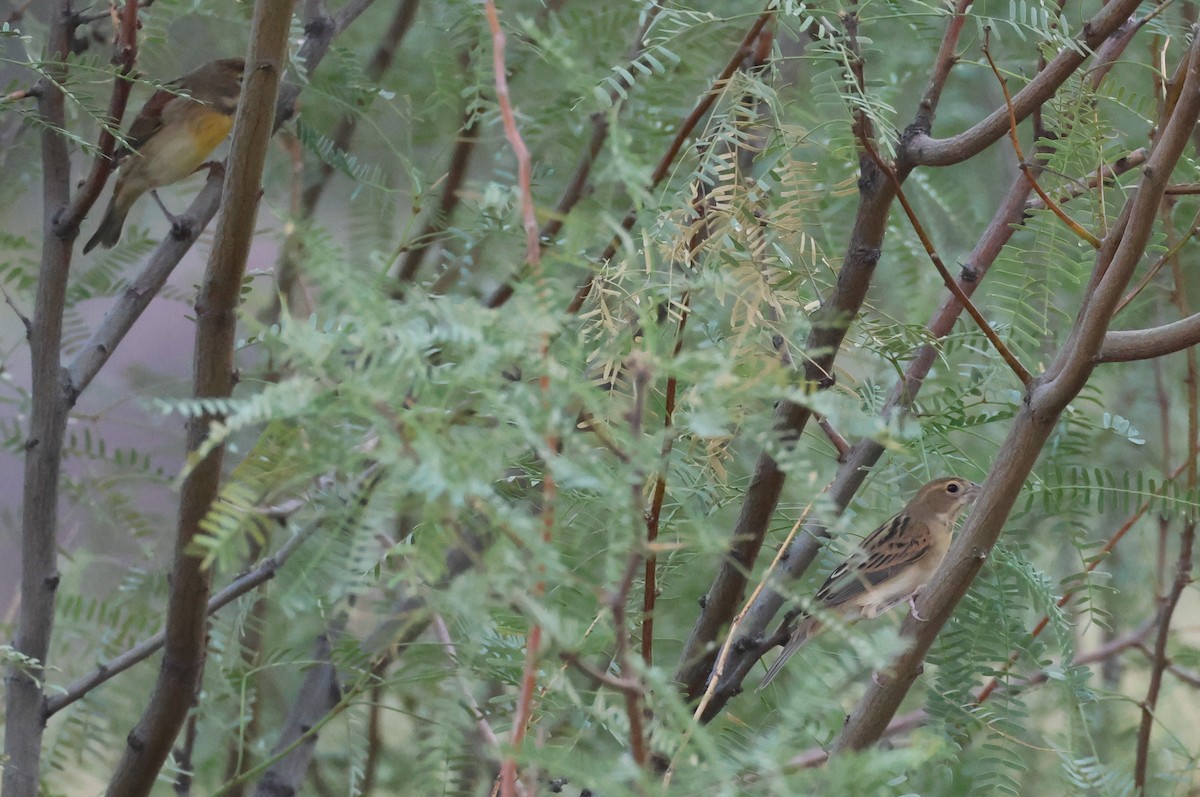Dickcissel - ML610222316