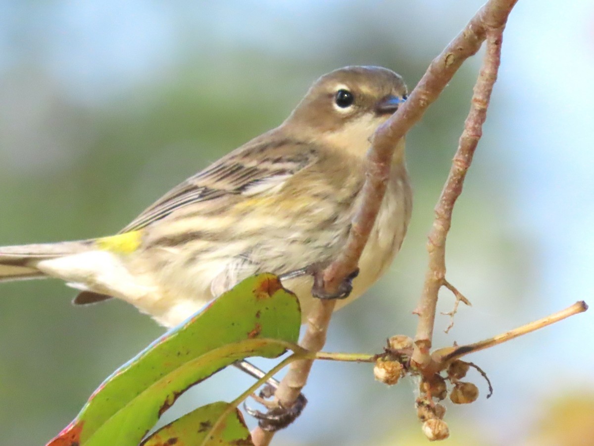 Yellow-rumped Warbler - ML610222436