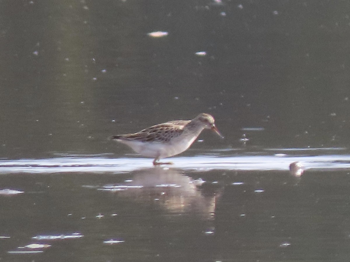 Pectoral Sandpiper - ML610222438