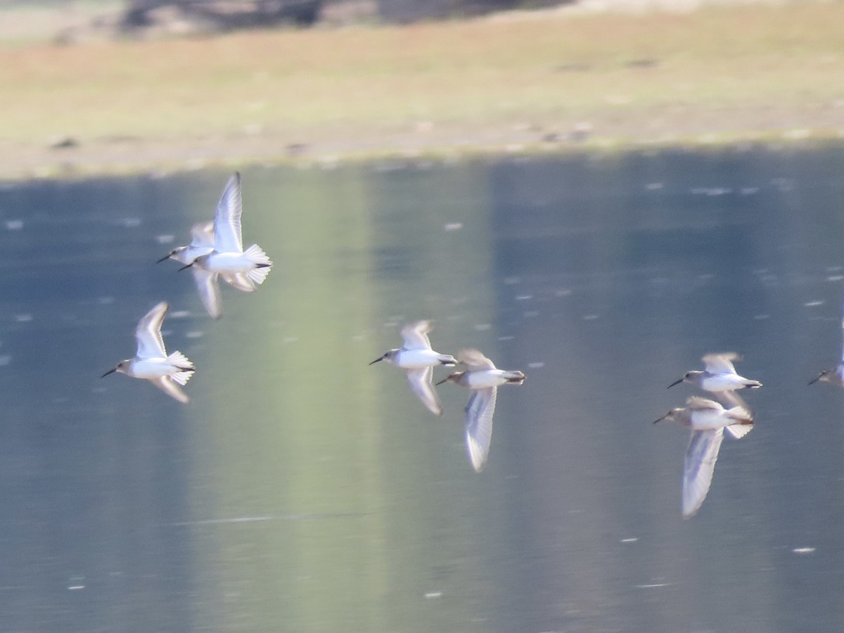 Pectoral Sandpiper - ML610222439