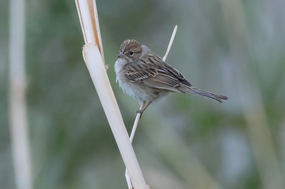 Chipping Sparrow - ML610222472
