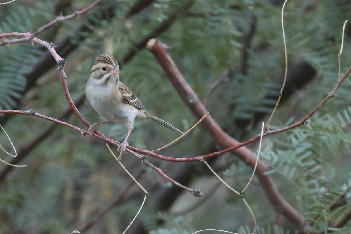 Clay-colored Sparrow - ML610222474