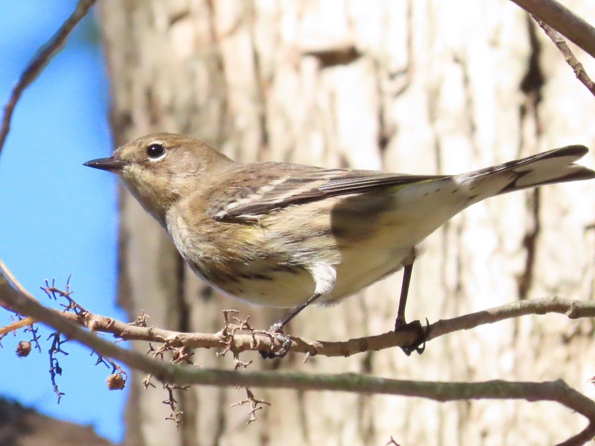Yellow-rumped Warbler - ML610222547