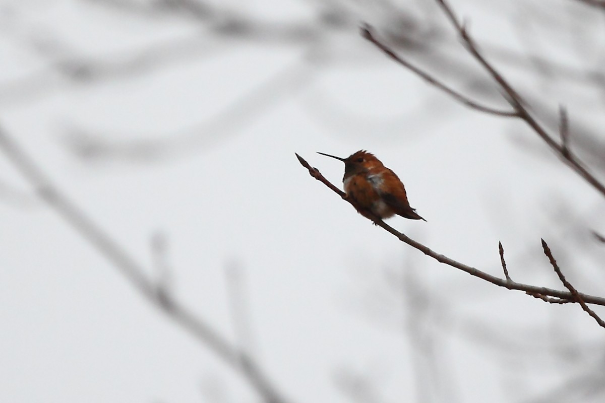 Rufous Hummingbird - Tony Moline