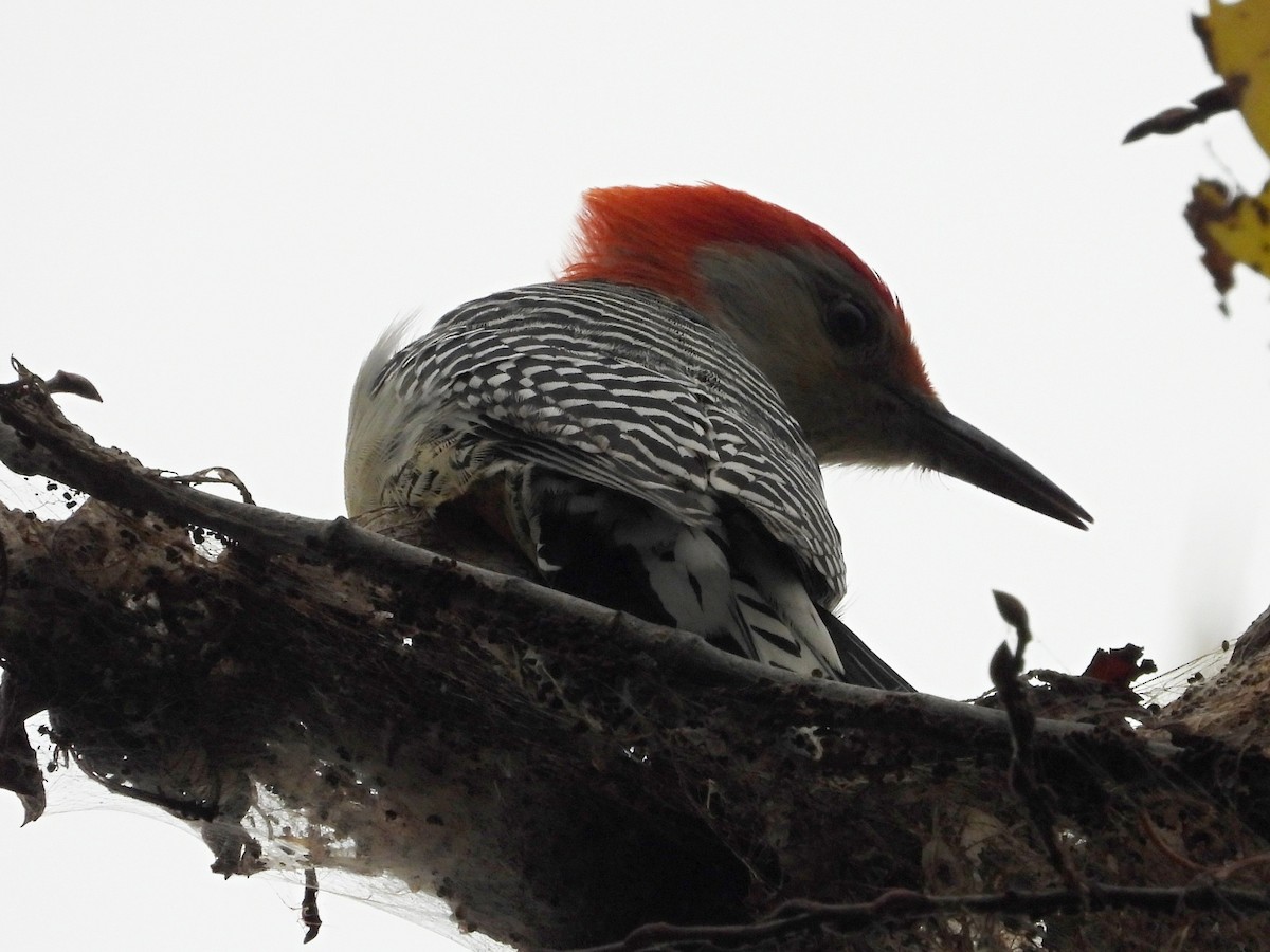 Red-bellied Woodpecker - ML610222598