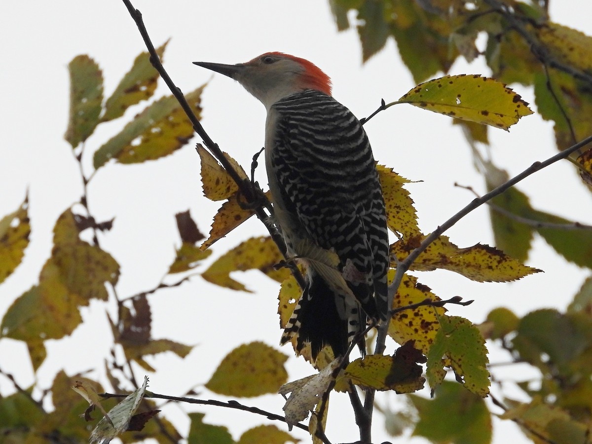 Red-bellied Woodpecker - ML610222599