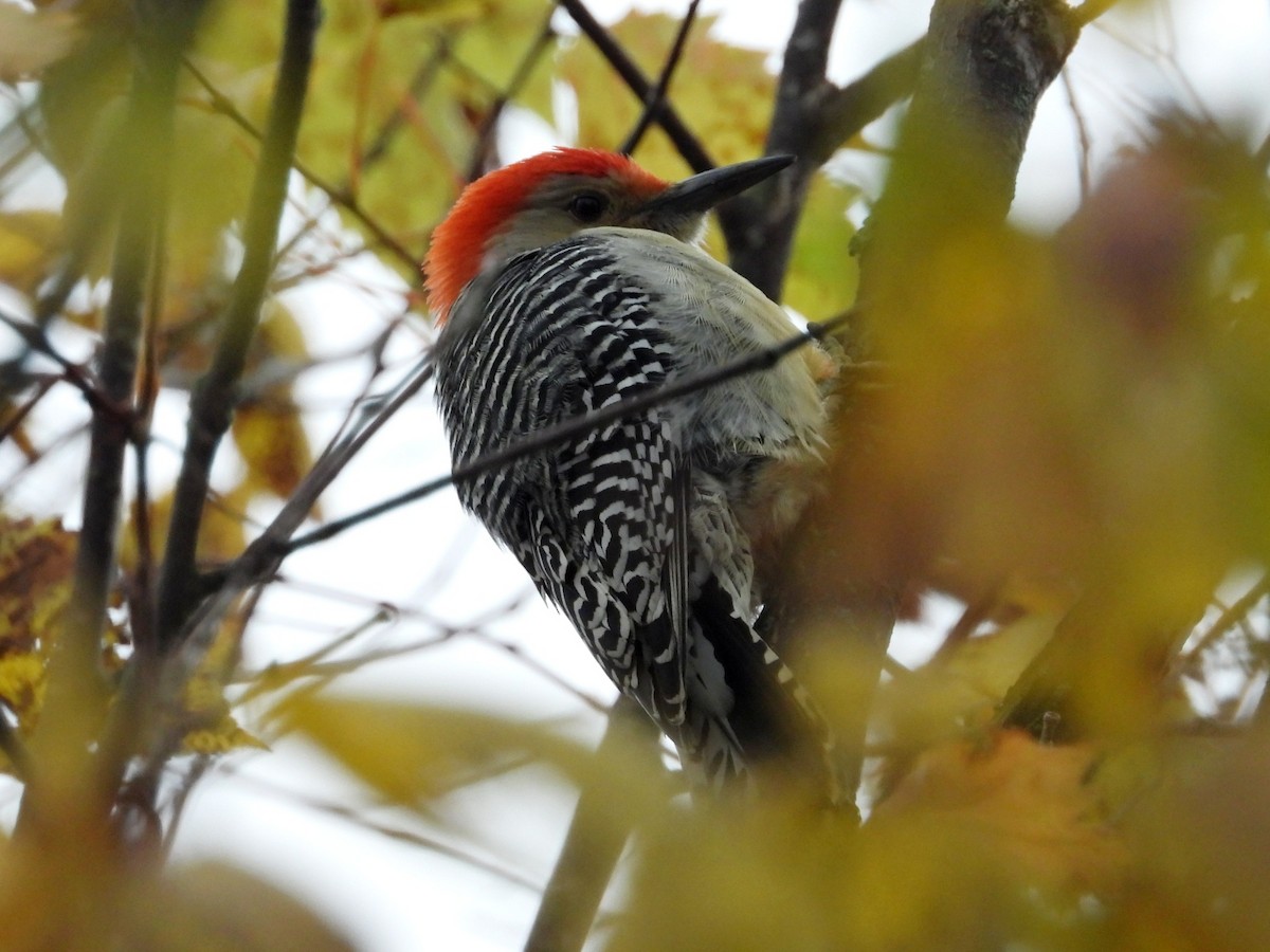 Red-bellied Woodpecker - ML610222600