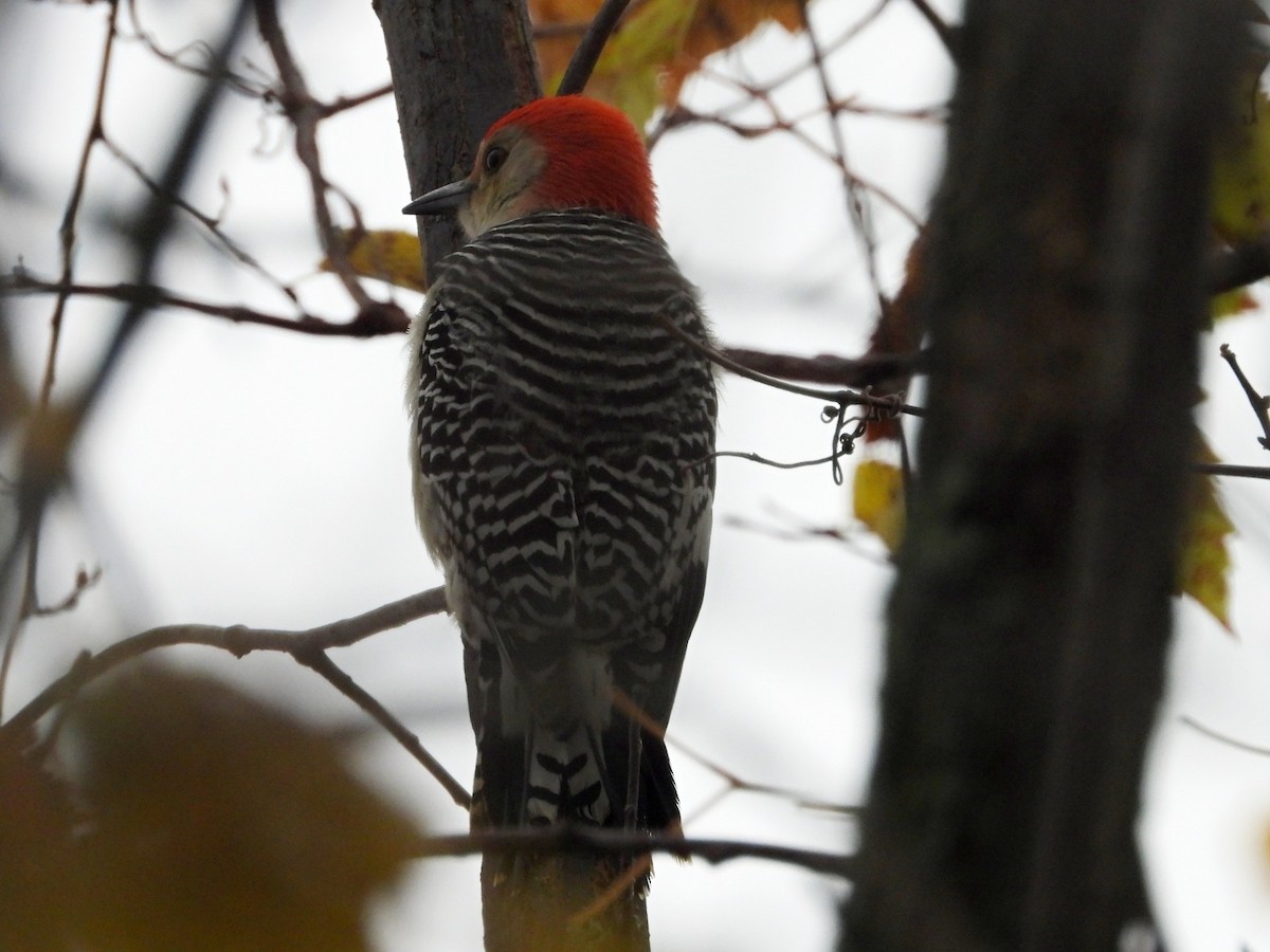 Red-bellied Woodpecker - ML610222601