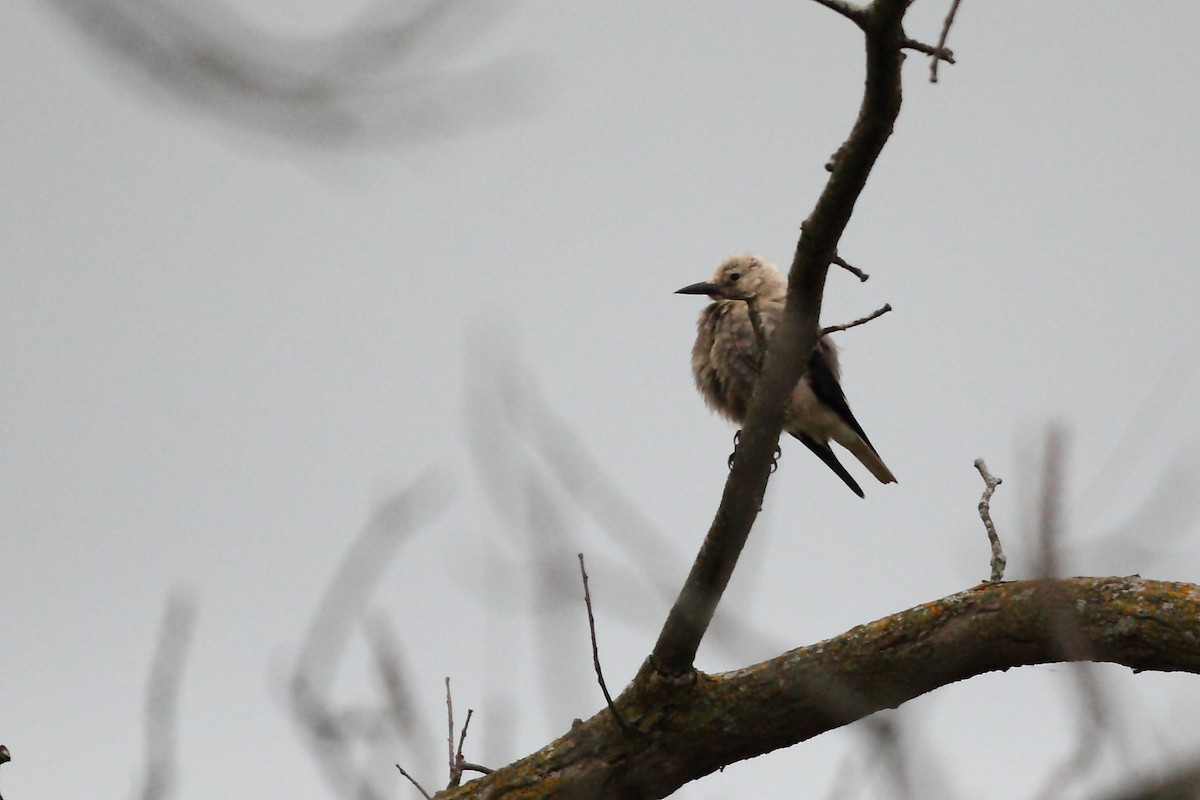 Clark's Nutcracker - ML610222623