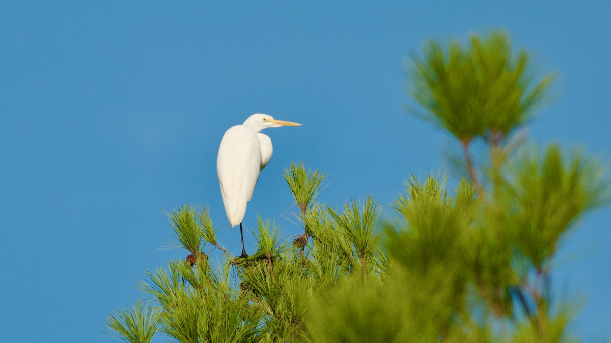 Great Egret - ML610222661