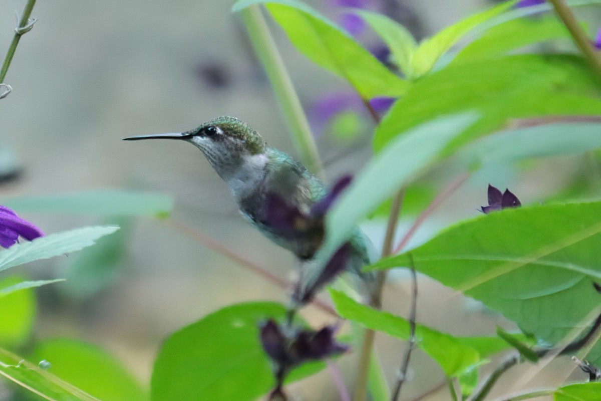Ruby-throated Hummingbird - ML610222675