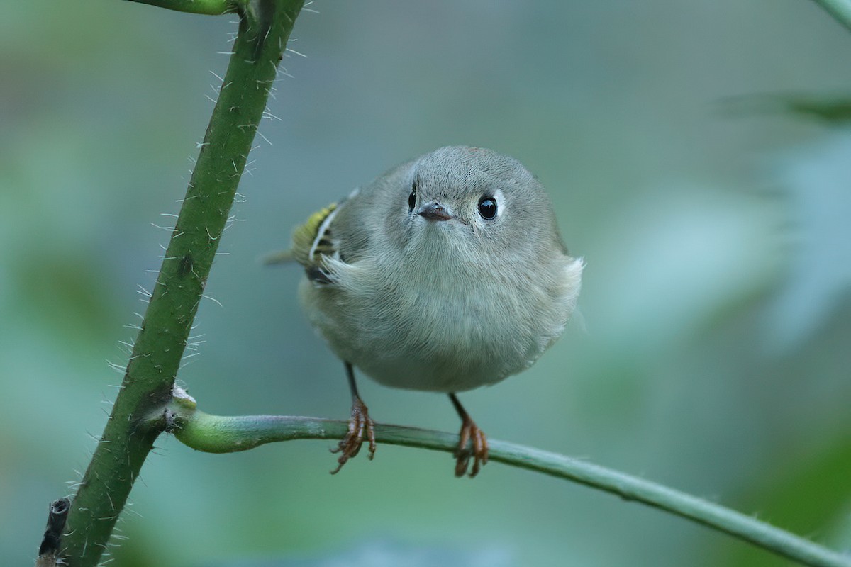 Ruby-crowned Kinglet - ML610222681