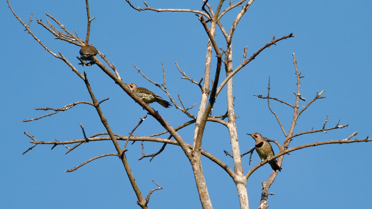 Northern Flicker - ML610222683