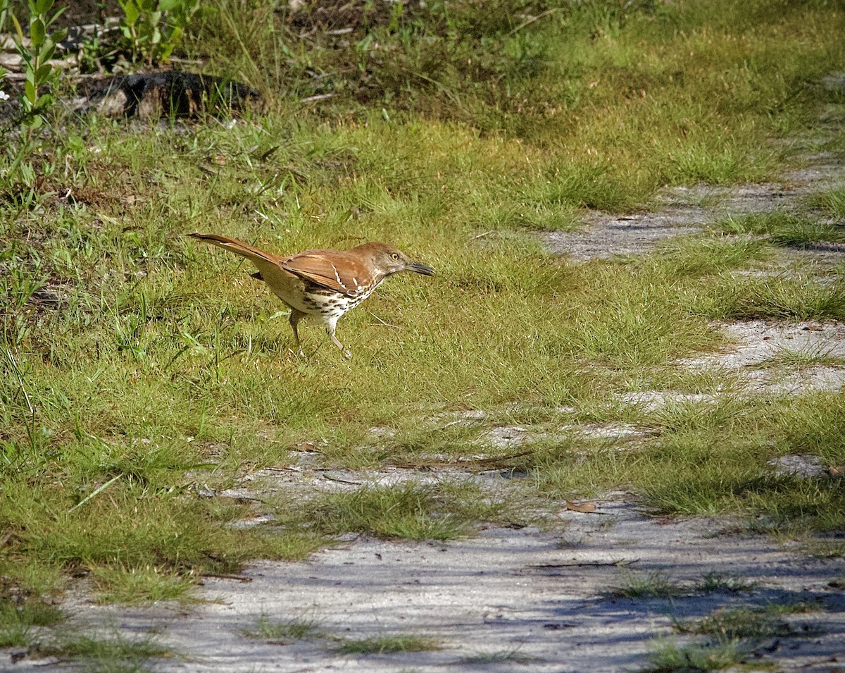 Brown Thrasher - ML610222694