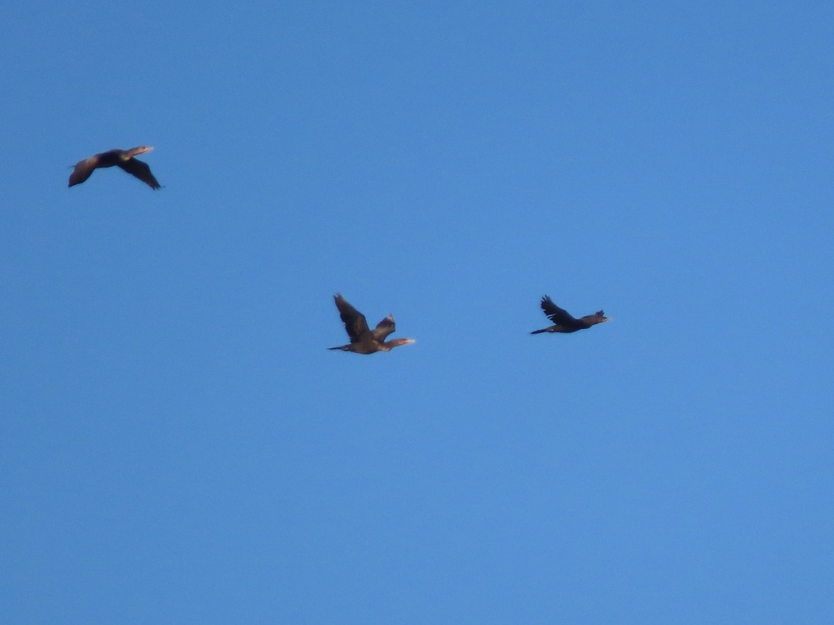 Cormoran vigua - ML610222738