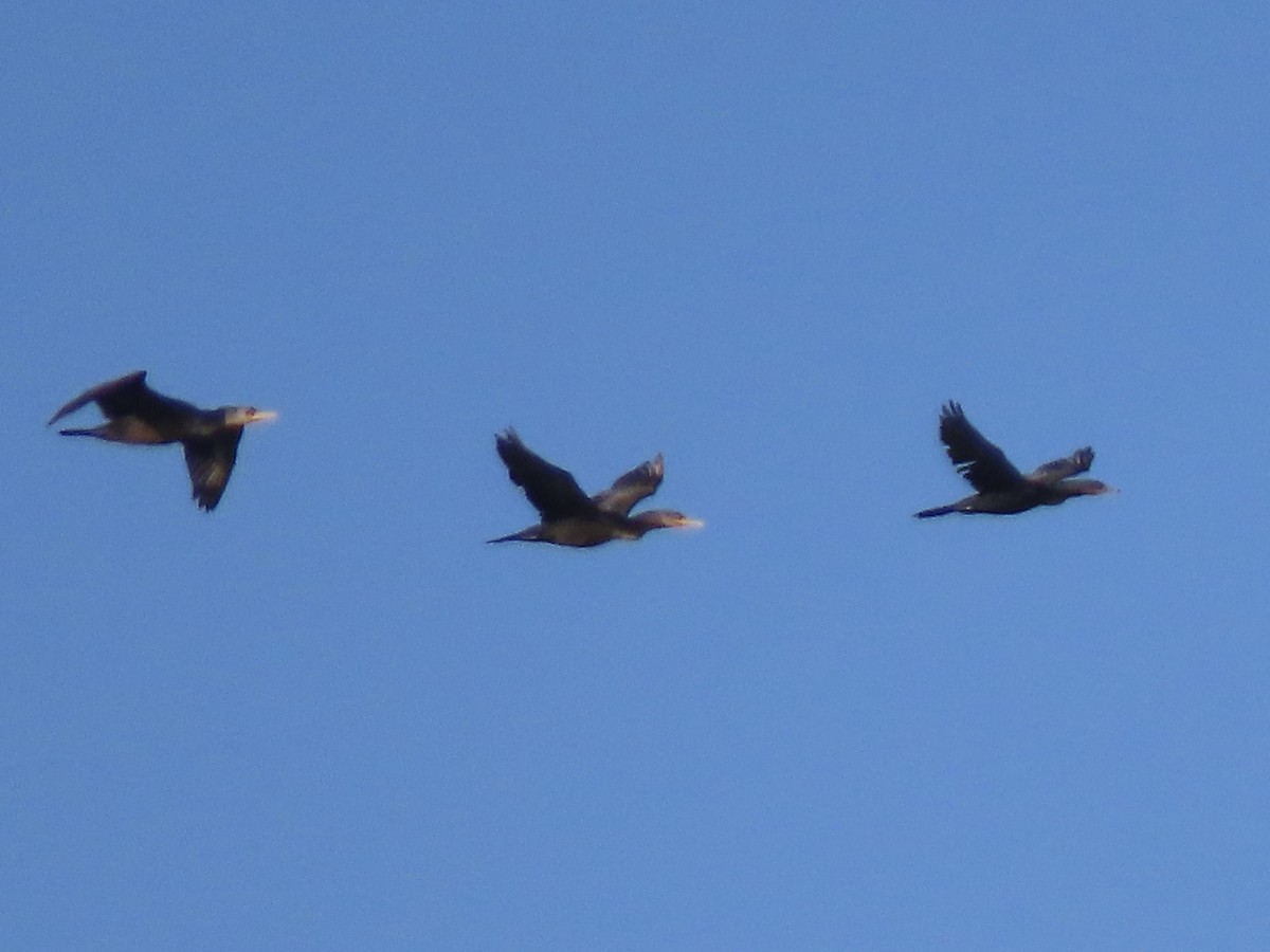 Cormoran vigua - ML610222739