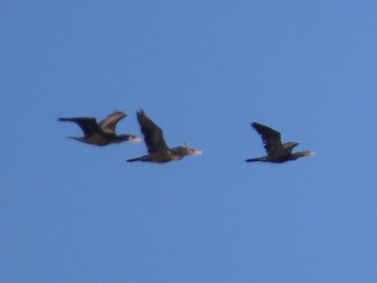 Cormoran vigua - ML610222740