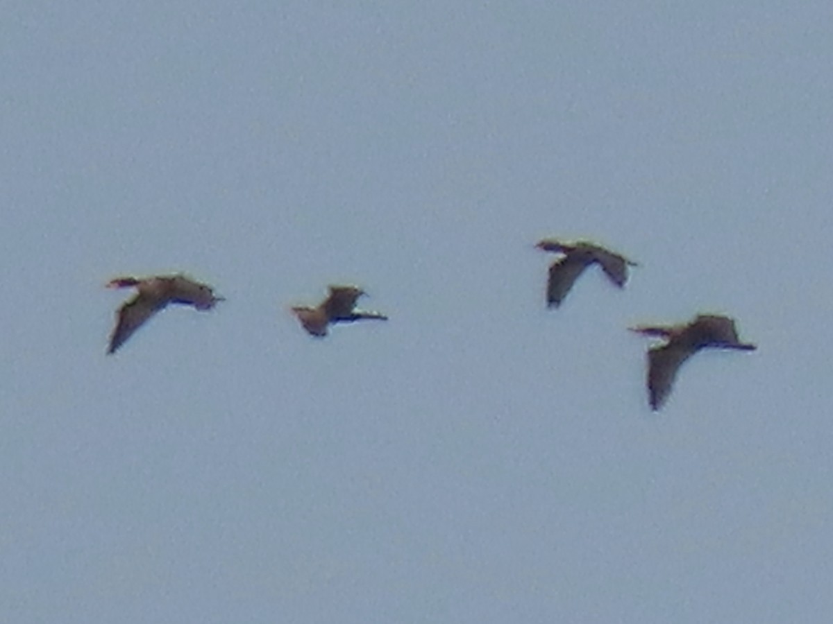 Cormoran vigua - ML610222741