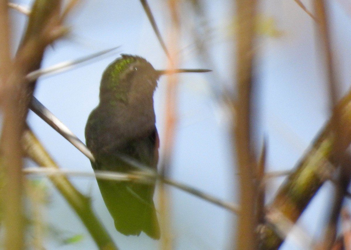 Glittering-bellied Emerald - ML610222755