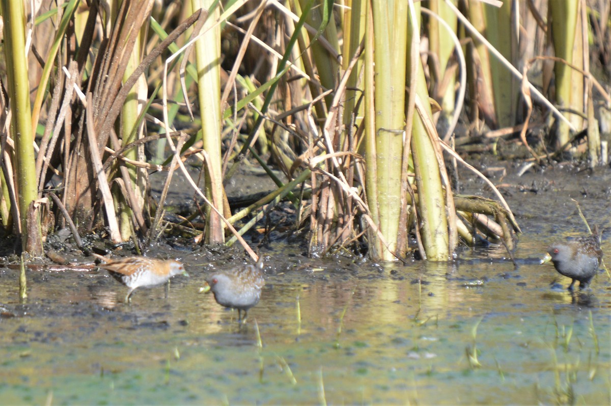Baillon's Crake - ML610222758