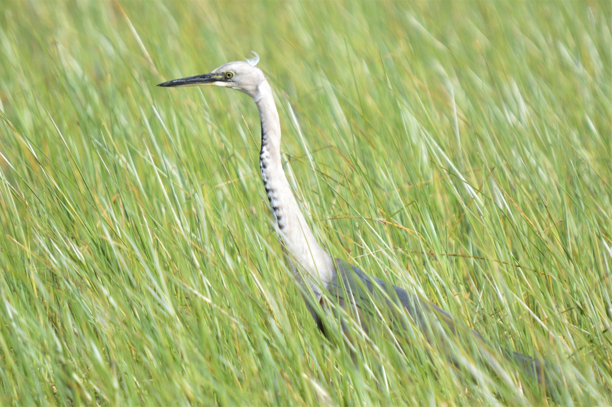Pacific Heron - ML610222767