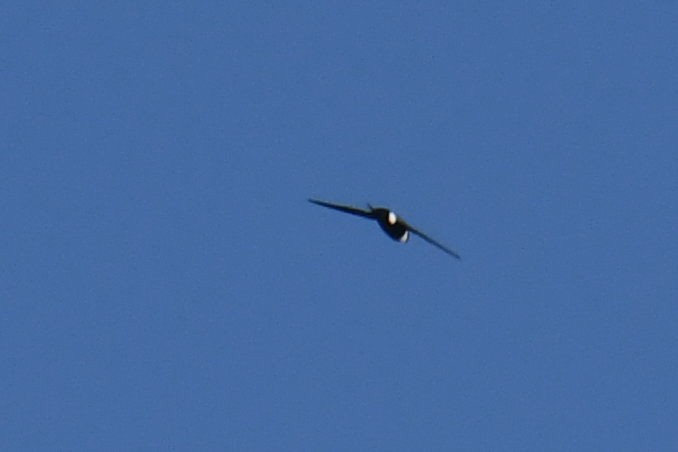 Lesser Swallow-tailed Swift - ML610222783