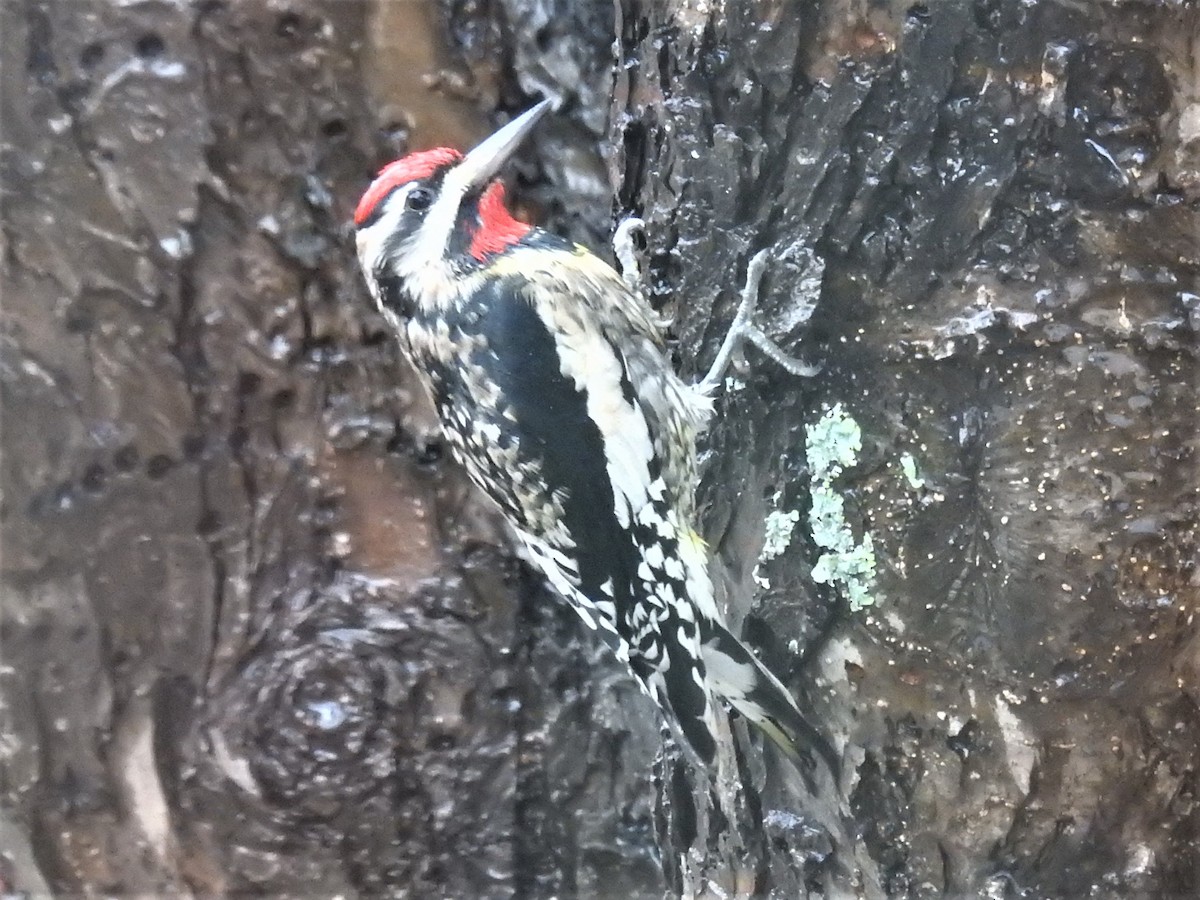 Yellow-bellied Sapsucker - ML610222818