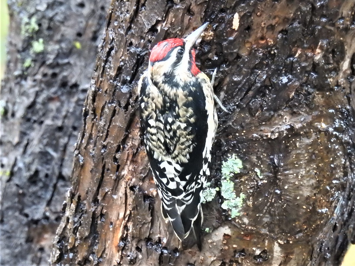 Yellow-bellied Sapsucker - ML610222819