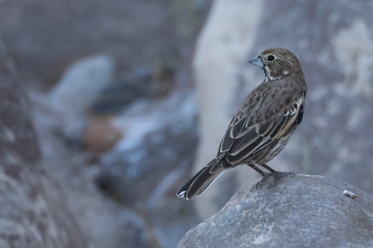 Lark Bunting - ML610222835