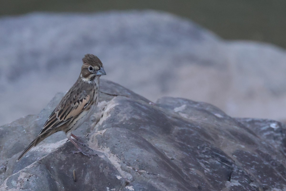 Lark Bunting - ML610222837