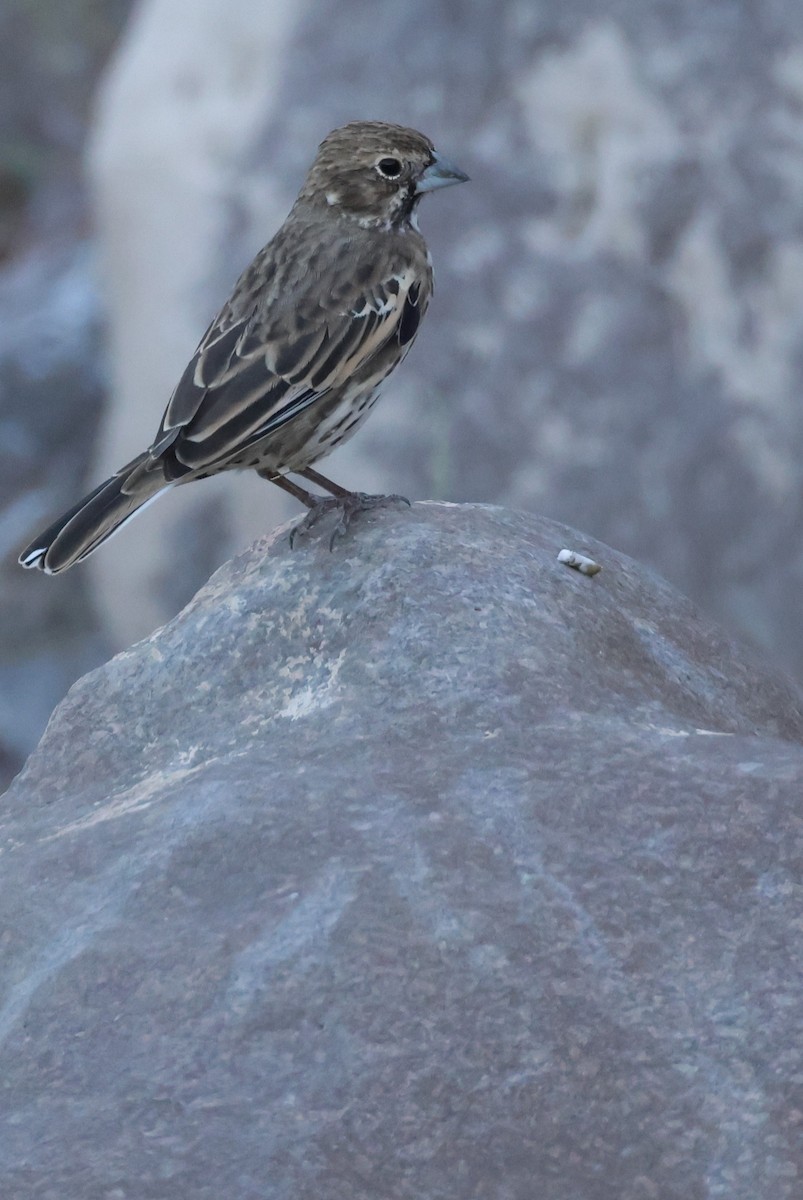 Lark Bunting - ML610222847