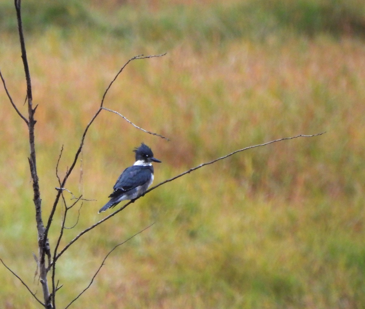 Belted Kingfisher - ML610222903