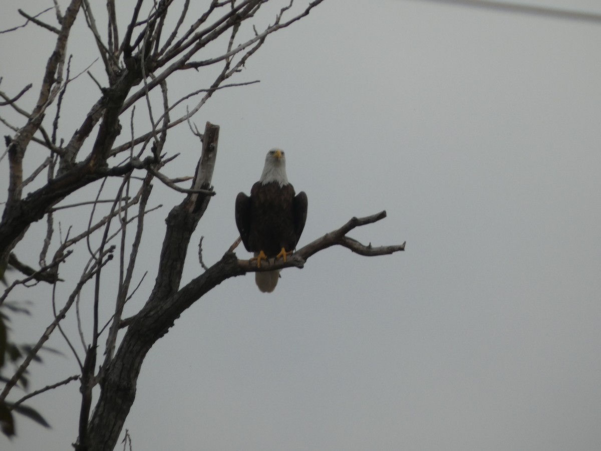 Bald Eagle - ML610222916