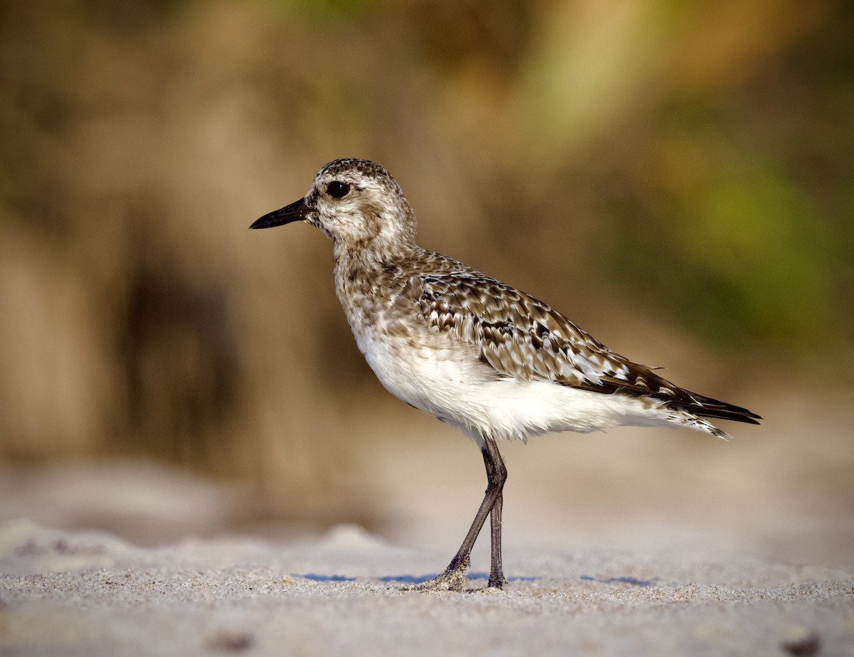 Black-bellied Plover - Colin Hill
